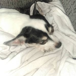 Meet your Posher, Suzy